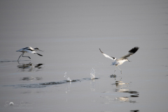 Saebelschnaebler_20221226-_STS9639