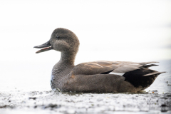 Schnatterente_20231022-2T6A4604