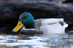 Stockente_20231124-2T6A5814