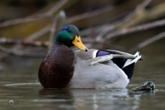 Stockente_20231124-2T6A5931