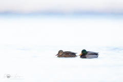 Stockente_20231124-2T6A6022