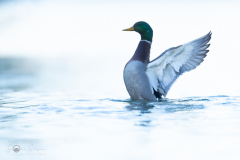 Stockente_20231124-2T6A6174