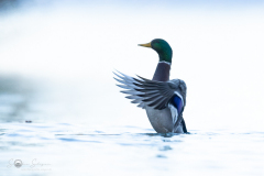 Stockente_20231124-2T6A6178