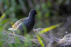 Teichhuhn_20231010-2T6A4096