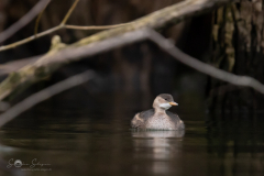 Zwergtaucher_20231126-2T6A6451