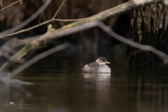 Zwergtaucher_20231126-2T6A6452