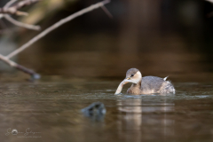 Zwergtaucher_20231126-2T6A6470